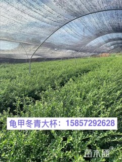 高度30厘米龟甲冬青
