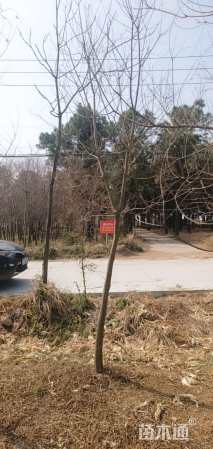 高度300厘米乌桕小苗