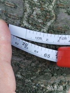 20公分染井吉野樱