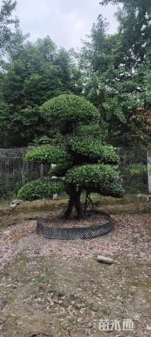 高度350厘米万年青