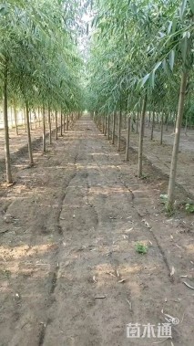 12公分旱柳