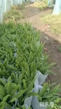 高度50厘米肾蕨