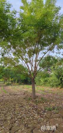 12公分矮杆金枝槐