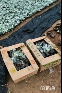 高度15厘米银叶菊