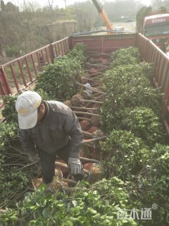 大叶黄杨球