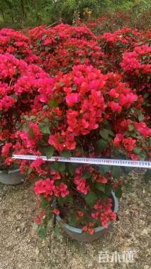 高度90厘米三角梅