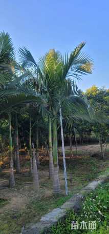 裸干高100厘米假槟榔