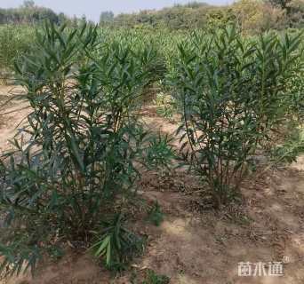 高度120厘米夹竹桃