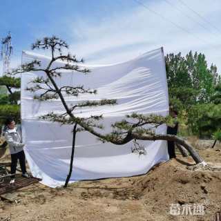 18公分造型黑松