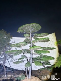 高度330厘米造型工程黑松