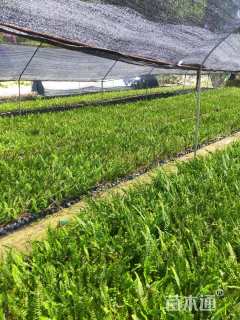 高度15厘米肾蕨