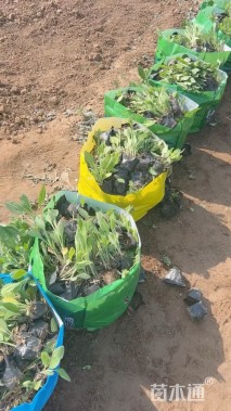 高度15厘米黑心菊