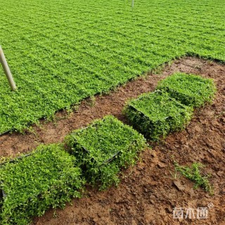 高度10厘米姬岩垂草