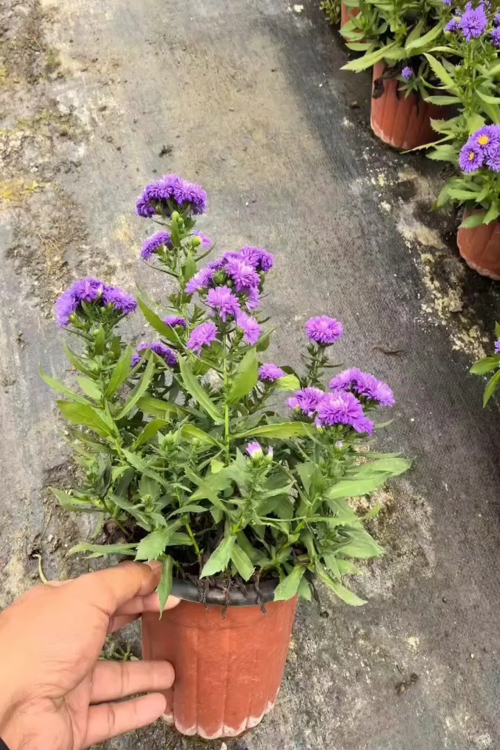 高度20厘米翠菊