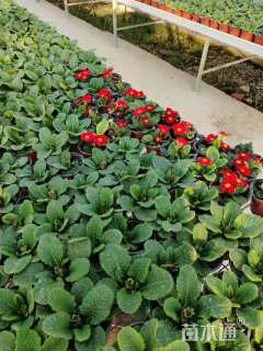 高度15厘米报春花