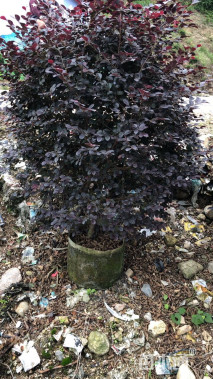 冠幅120厘米红花继木球