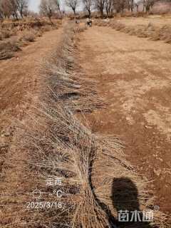 高度60厘米沙棘