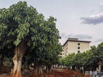 30公分高山榕