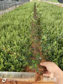 高度20厘米金边六月雪