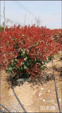 冠幅100厘米红叶石楠球