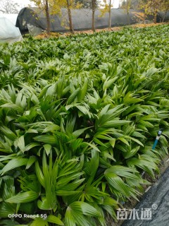裸干高30厘米蒲葵