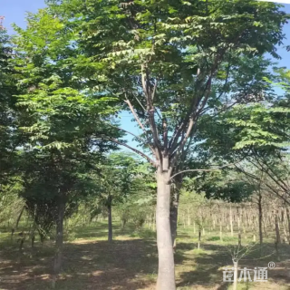 18公分栾树