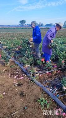 高度55厘米大花月季