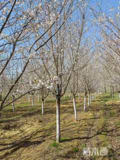10公分染井吉野樱