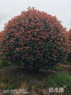 冠幅250厘米红叶石楠球