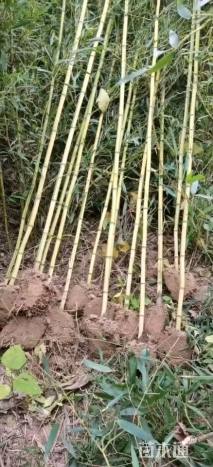 地栽苗金镶玉竹