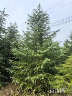 高度300厘米雪松