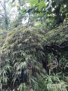 高度100厘米羽毛枫