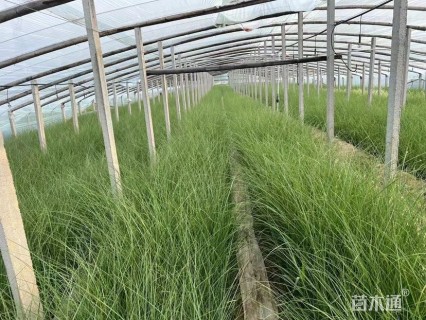 高度40厘米细叶芒