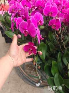 高度30厘米蝴蝶兰
