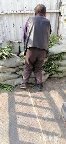 高度40厘米夹竹桃