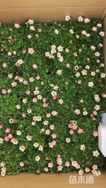 高度20厘米虎耳草