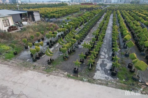 4公分造型亮晶女贞