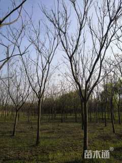 16公分黄山栾树