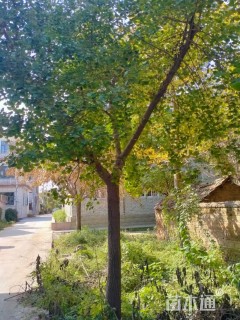 18公分嫁接银杏