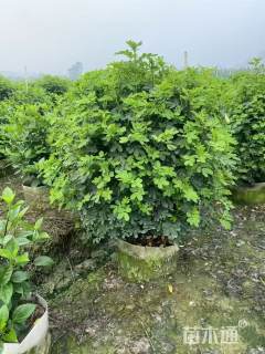 高度120厘米双荚槐球