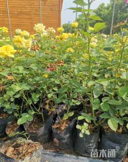 高度50厘米大花月季