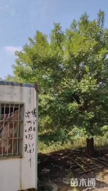 10公分榉树