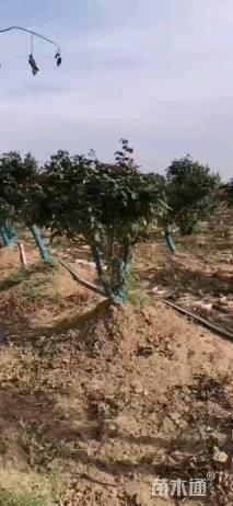 高度150厘米丛生月季