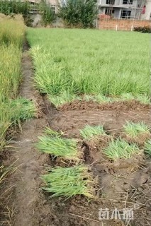 高度20厘米花叶芦竹