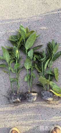 高度40厘米洒金珊瑚