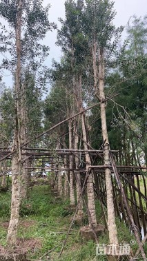 11公分白千层