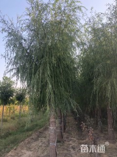 16公分垂柳