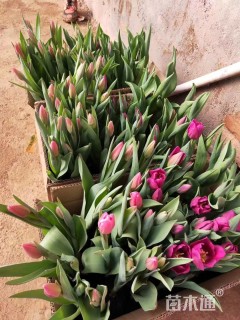 高度40厘米郁金香