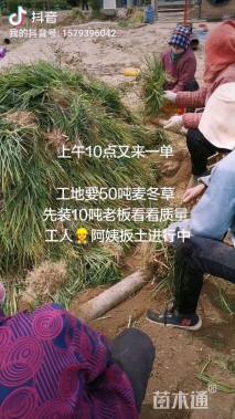 高度20厘米麦冬