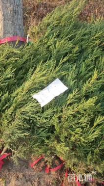 高度150厘米蜀桧